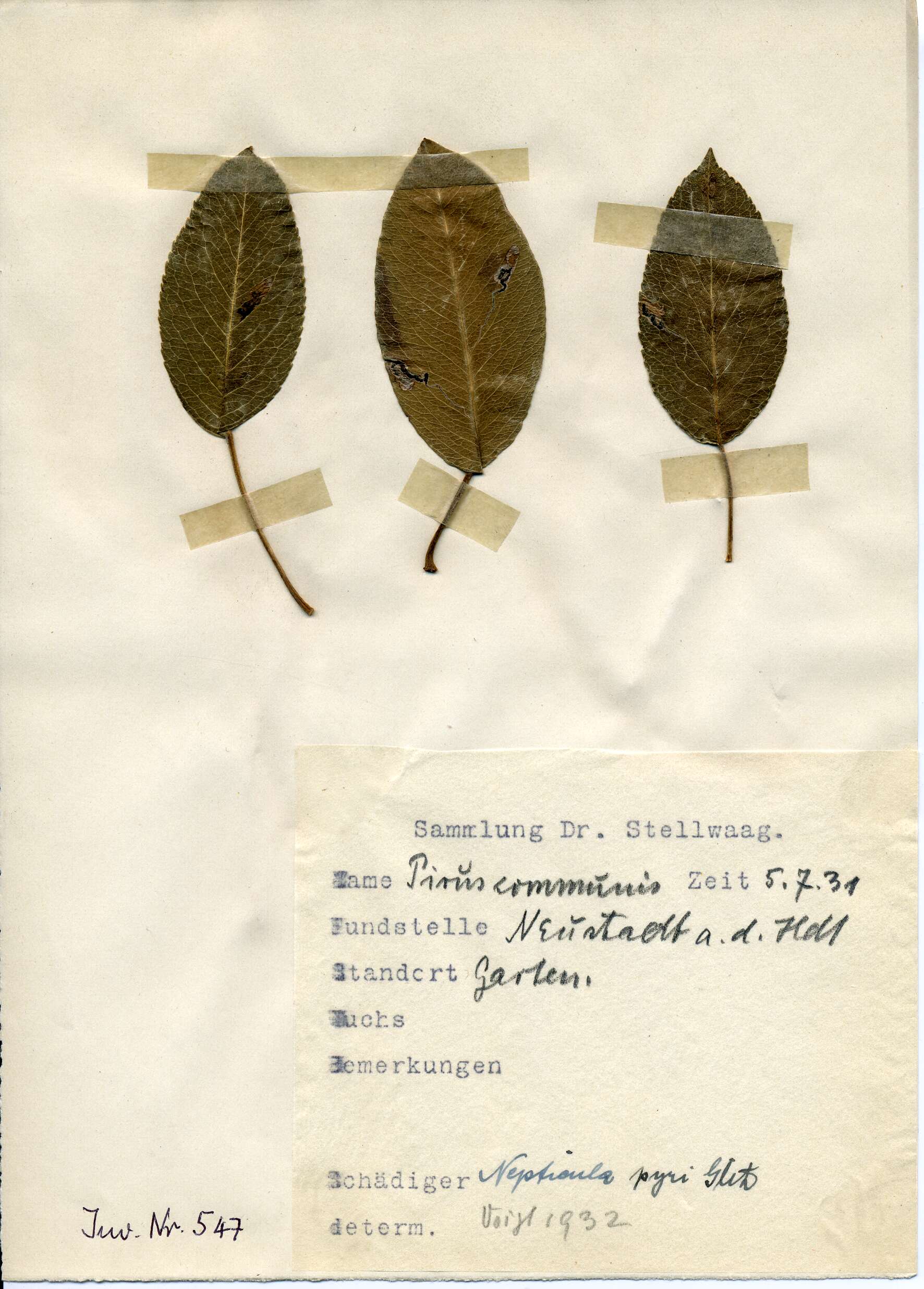 Image of Stigmella pyri (Glitz 1865) Vári 1944