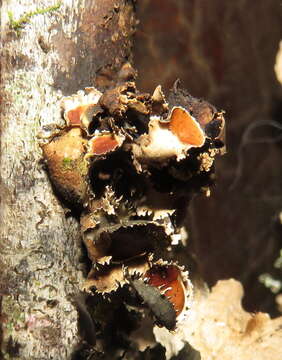 Image of Swiss kidney lichen