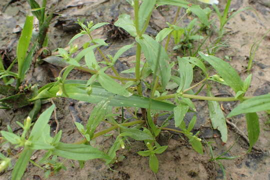 Image of clammy hedgehyssop