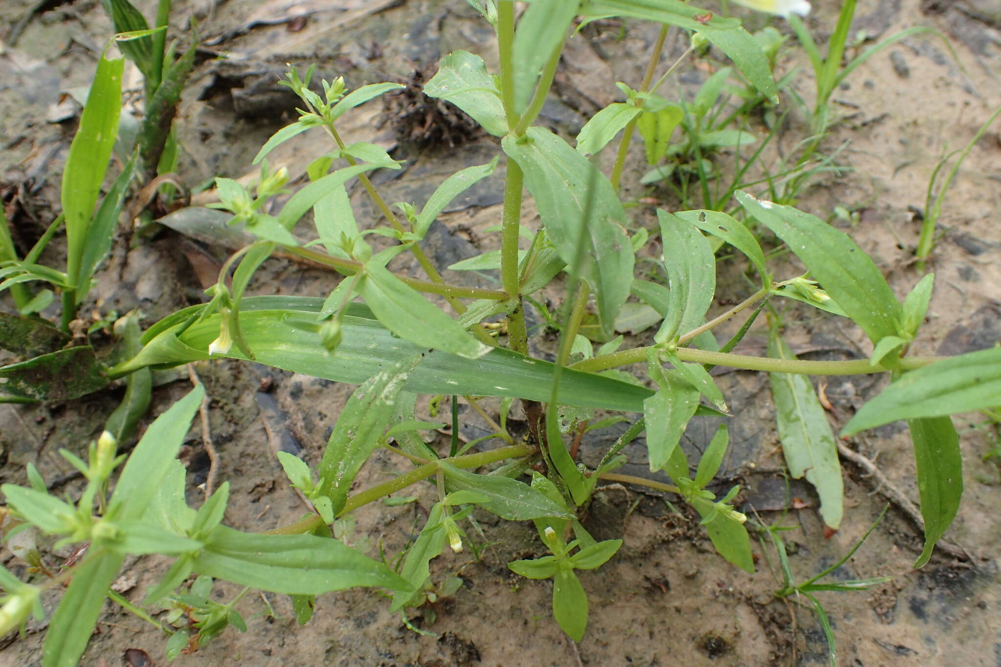 Plancia ëd Gratiola neglecta Torr.