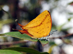 Image of Loxura