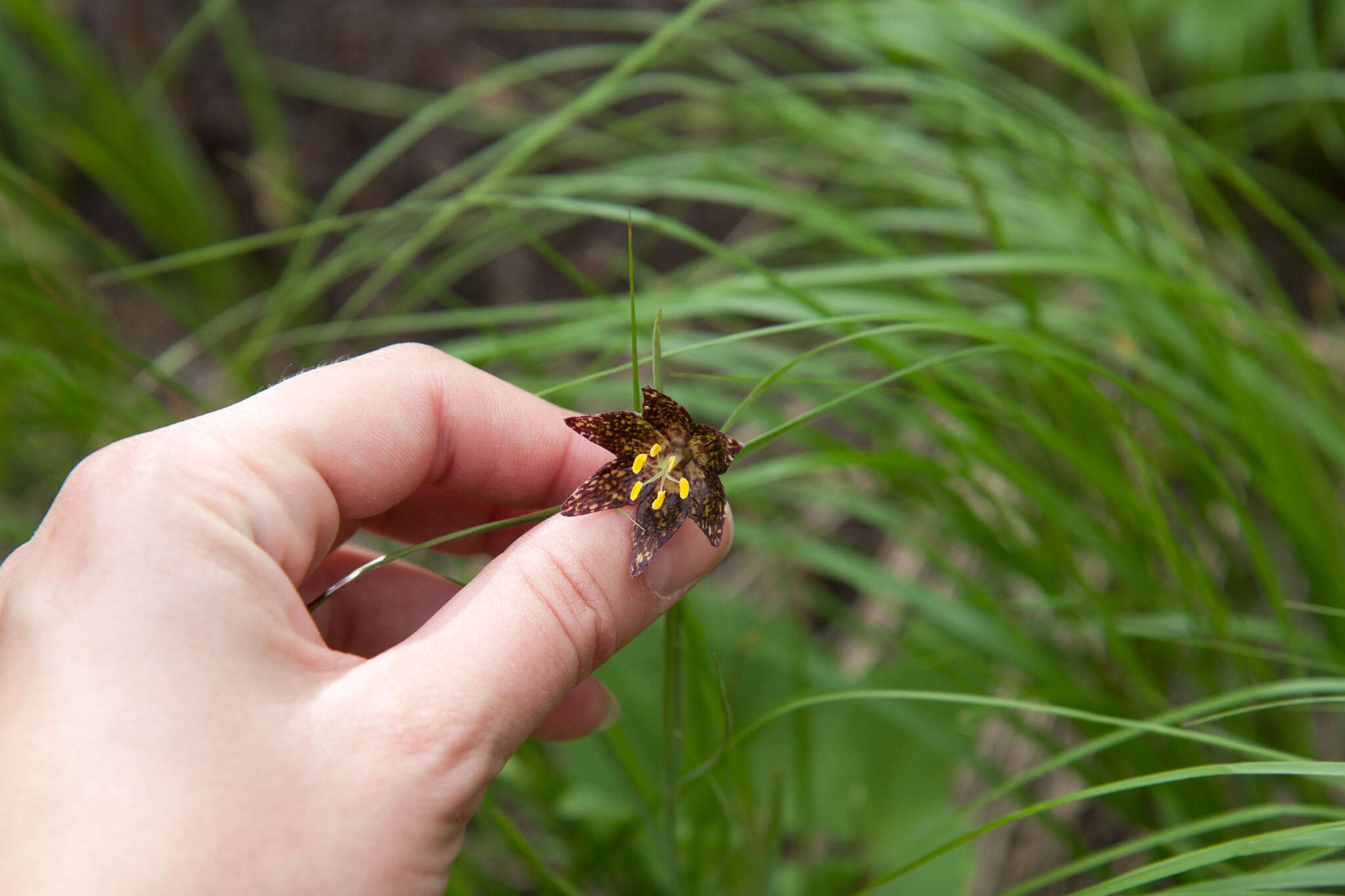 Image of spotted fritillary