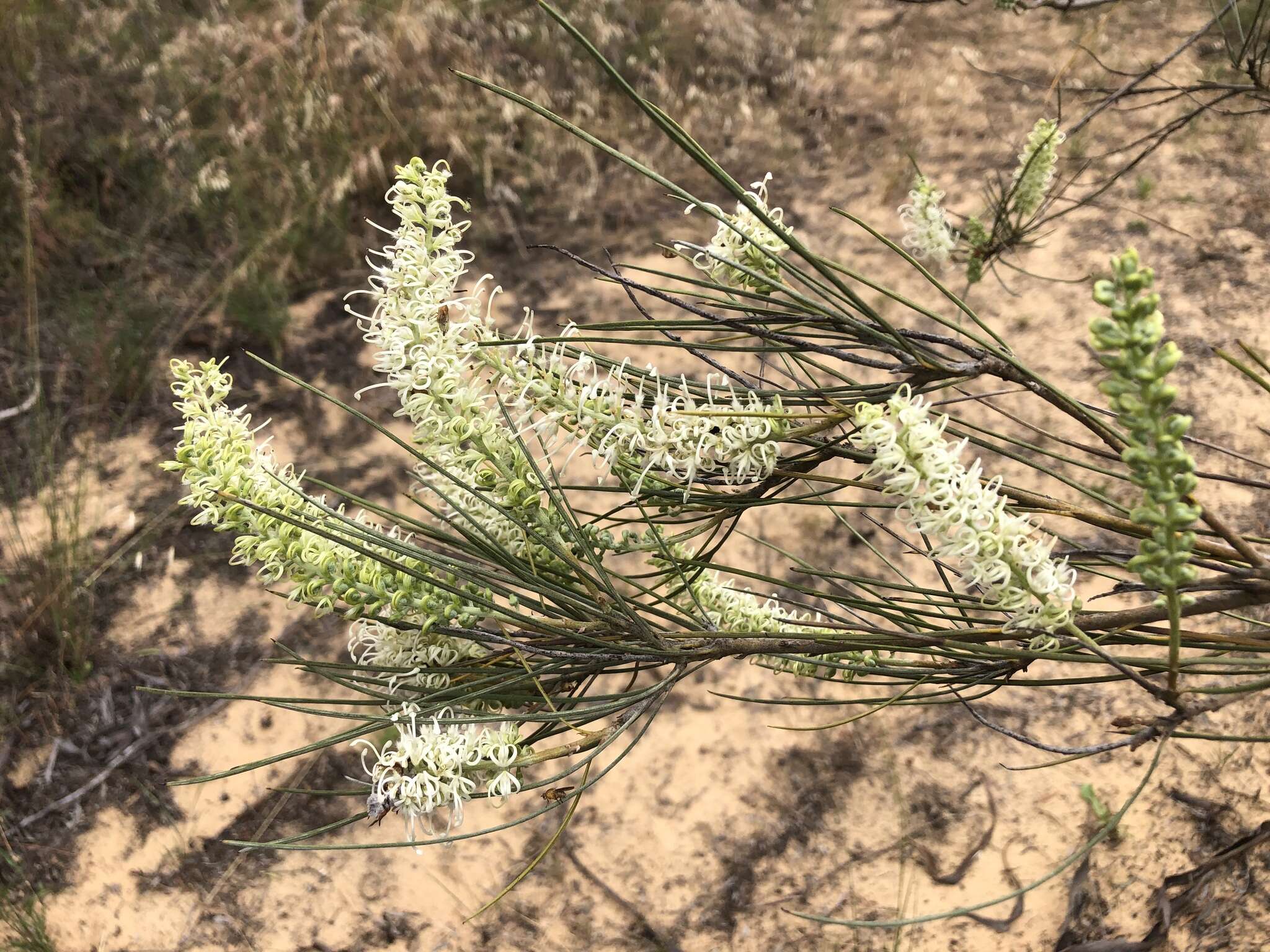 Image of Grevillea pterosperma F. Müll.