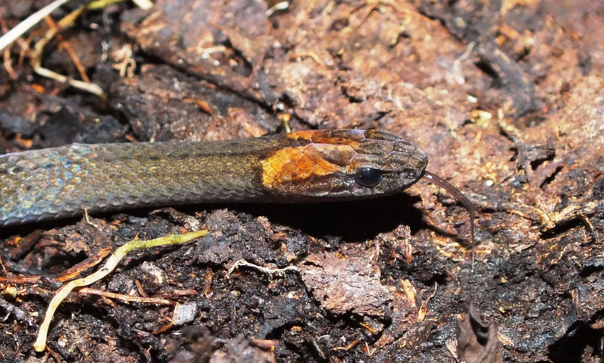 Amastridium sapperi (Werner 1903) resmi