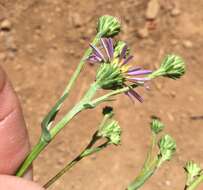 Imagem de Symphyotrichum foliaceum var. parryi (D. C. Eaton) G. L. Nesom