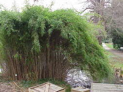 Image of arrow bamboo