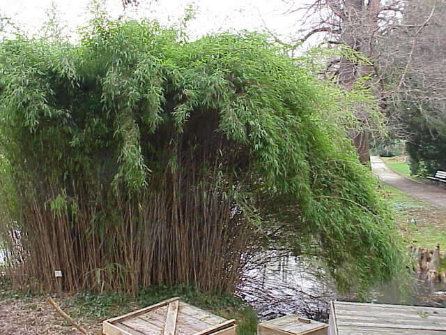 Image de Pseudosasa japonica (Siebold & Zucc. ex Steud.) Makino ex Nakai