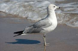 Image of Ring-billed Gull