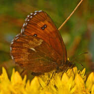 Image of Erebia euryale Esper 1777