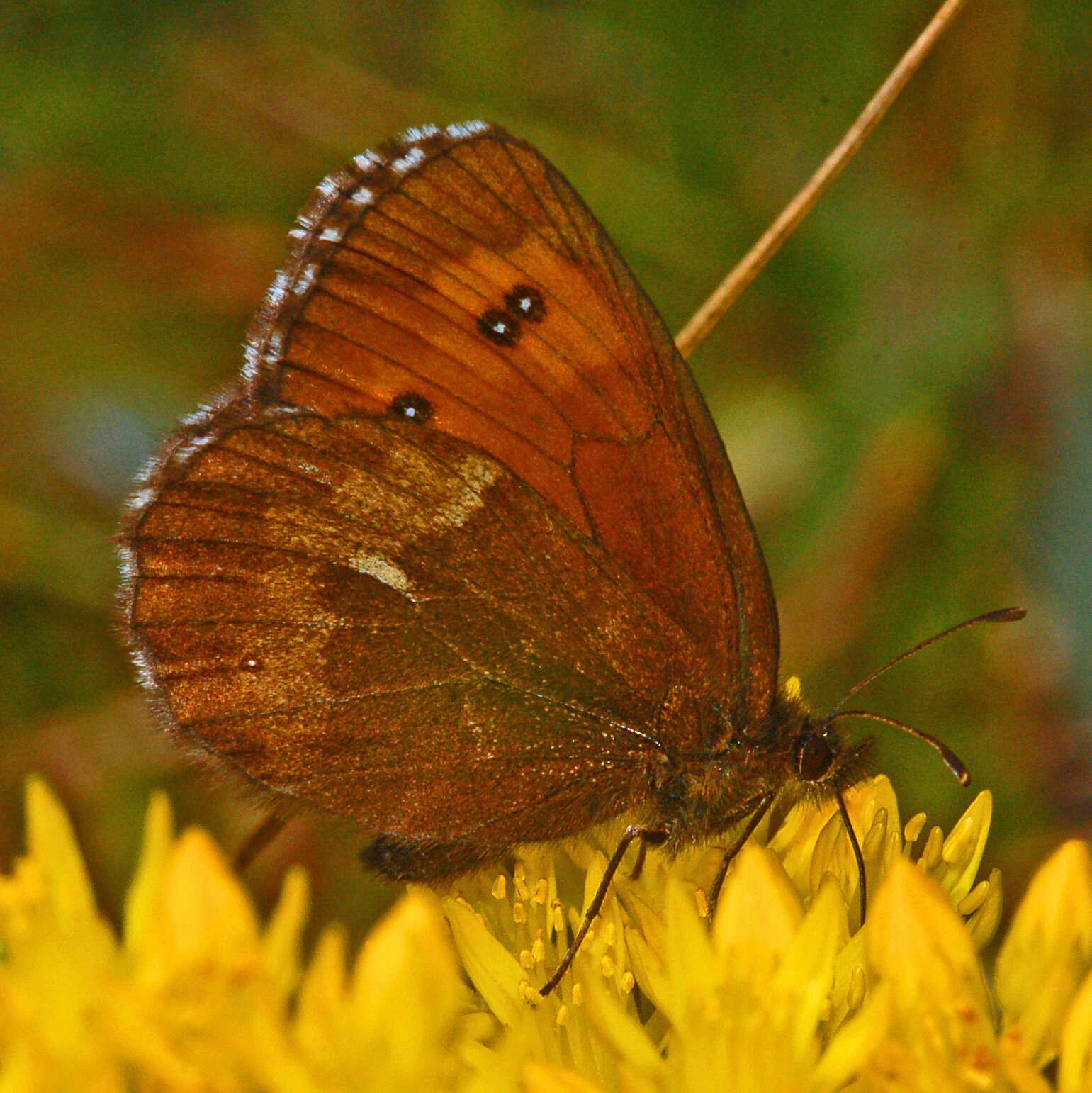 Image of Erebia euryale Esper 1777