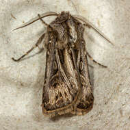 صورة Agrotis gladiaria Morris 1874