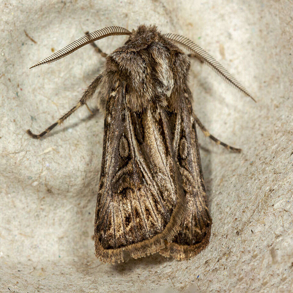 صورة Agrotis gladiaria Morris 1874