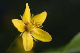 Image of whorled yellow loosestrife