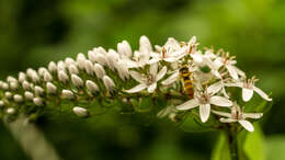 Image of gooseneck yellow loosestrife