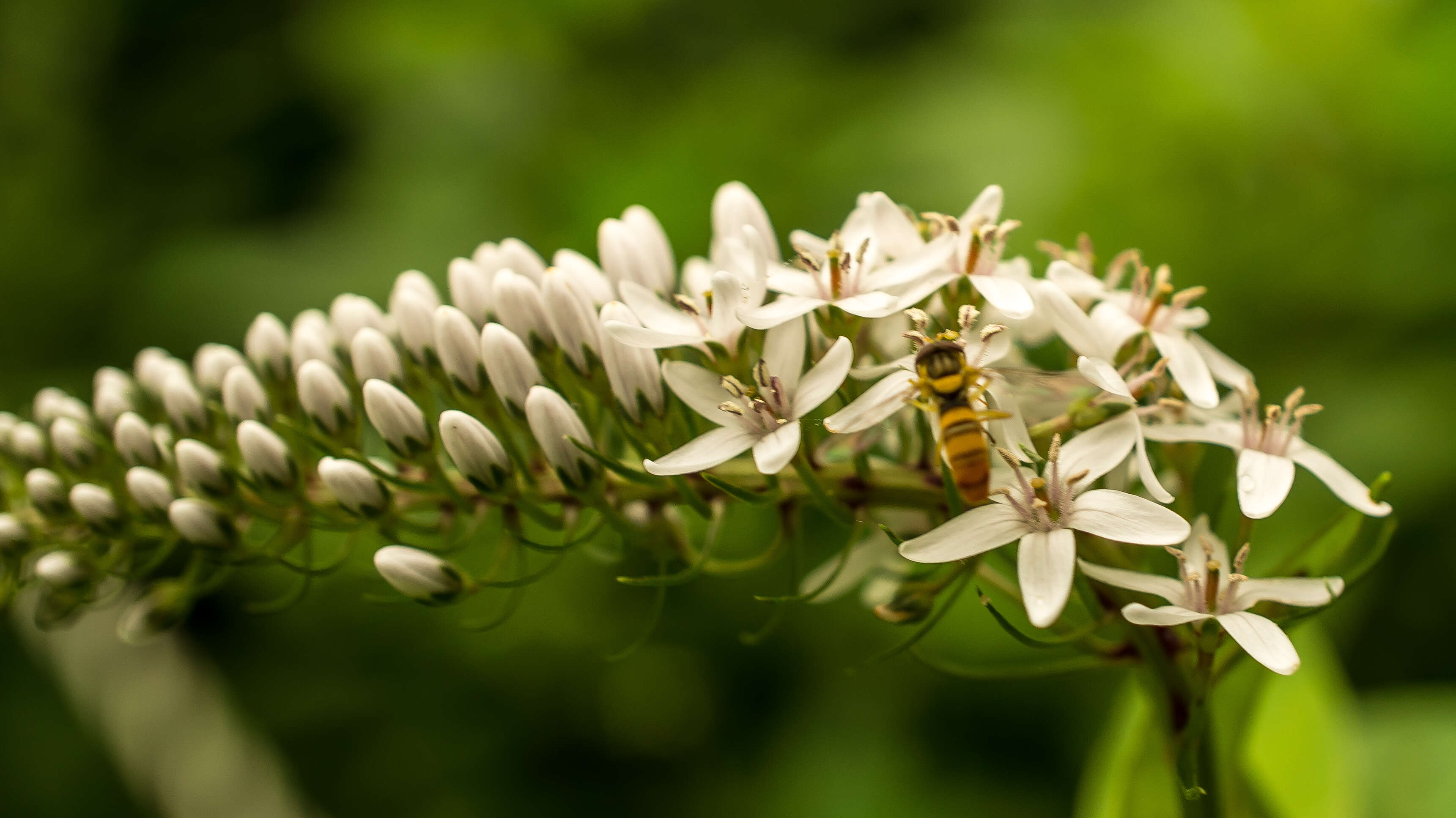 صورة Lysimachia clethroides Duby