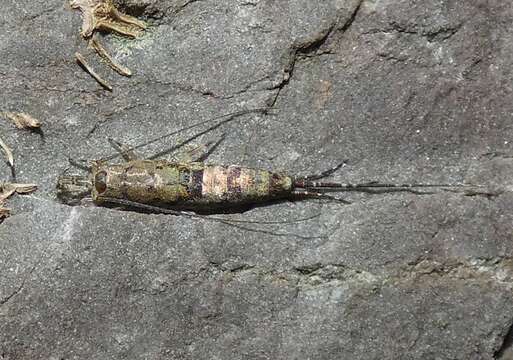 Слика од Petrobius maritimus (Leach 1909)