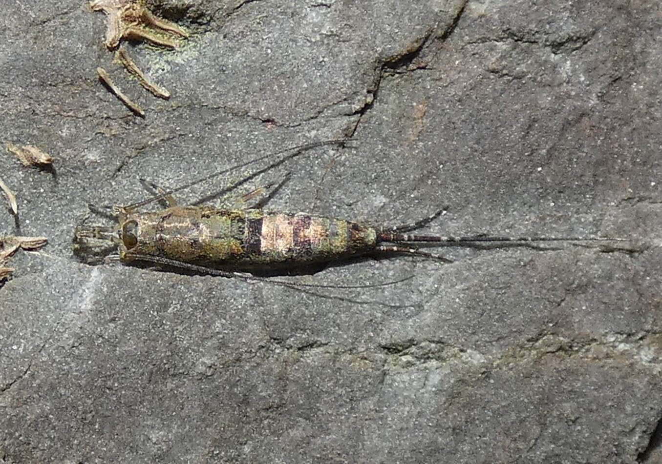 Image of sea bristletail