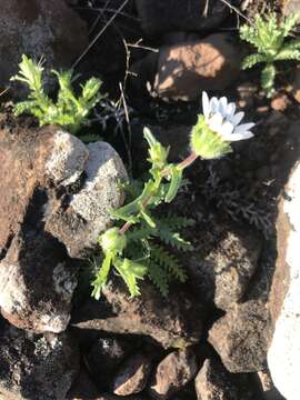 Sivun Perezia multiflora subsp. sonchifolia (Baker) Vuilleum. kuva