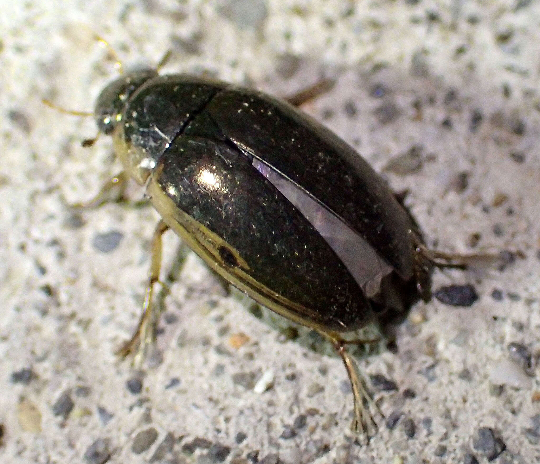 Image of Tropisternus (Tropisternus) lateralis (Fabricius 1775)