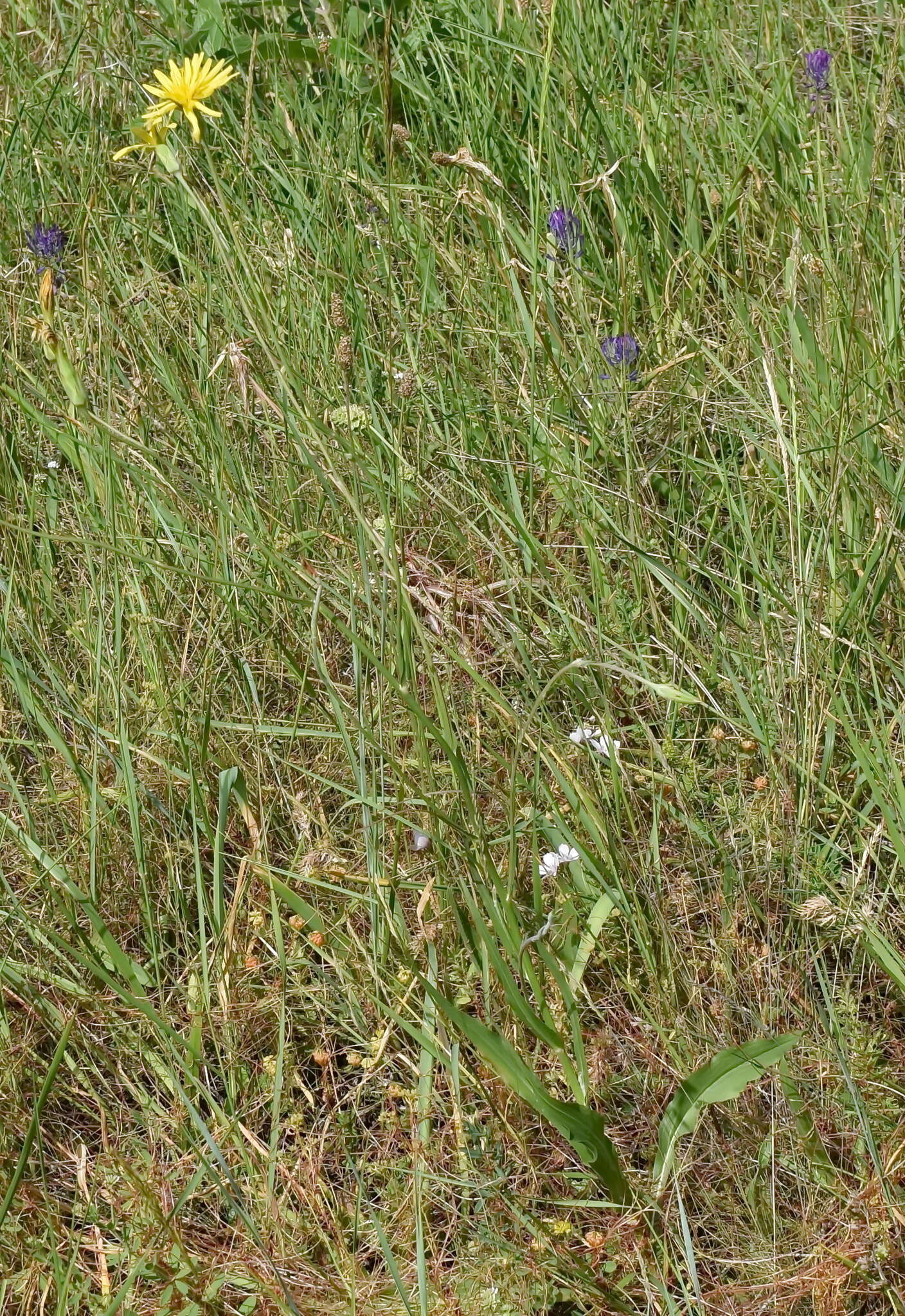 Image of Pseudopodospermum strictum (Hornem.) Zaika, Sukhor & N. Kilian