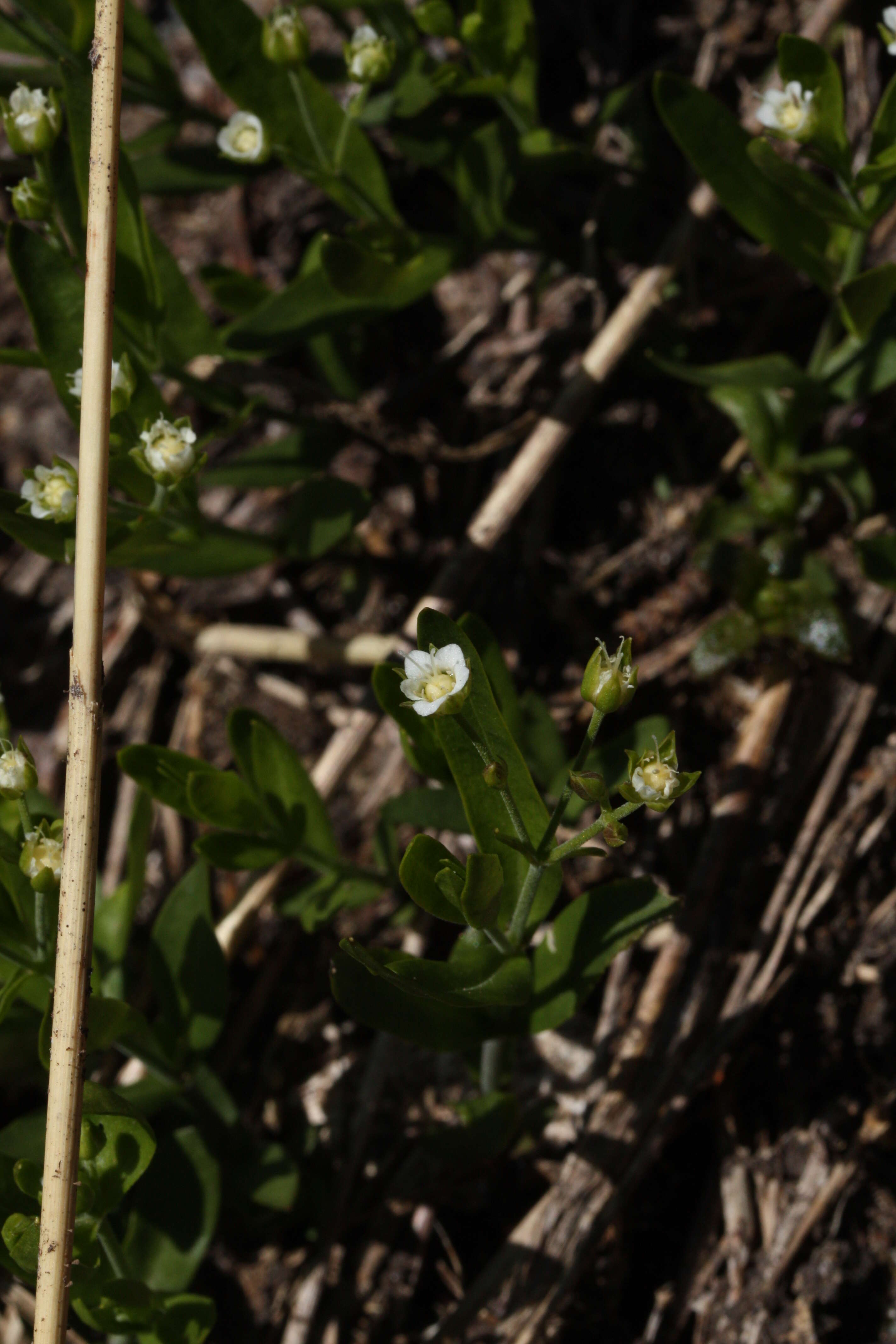 Plancia ëd Moehringia macrophylla (Hook.) Fenzl