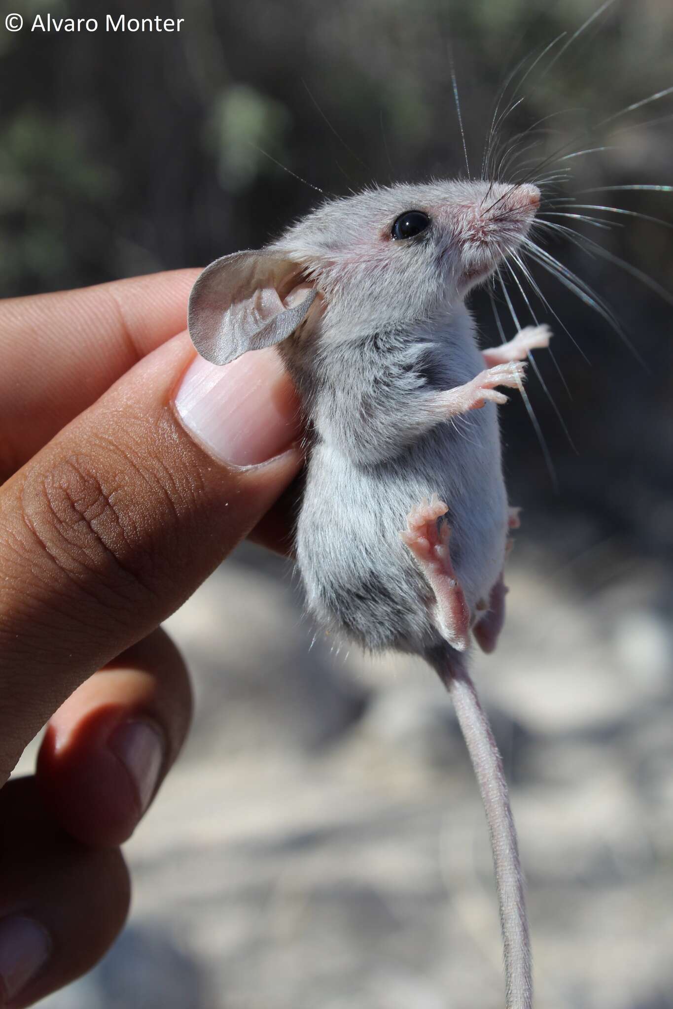 Imagem de Peromyscus crinitus (Merriam 1891)