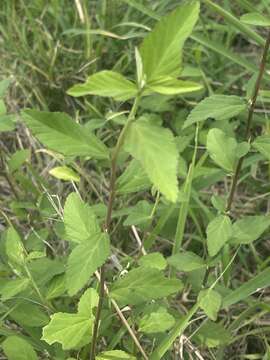 Plancia ëd Sida rhombifolia subsp. rhombifolia