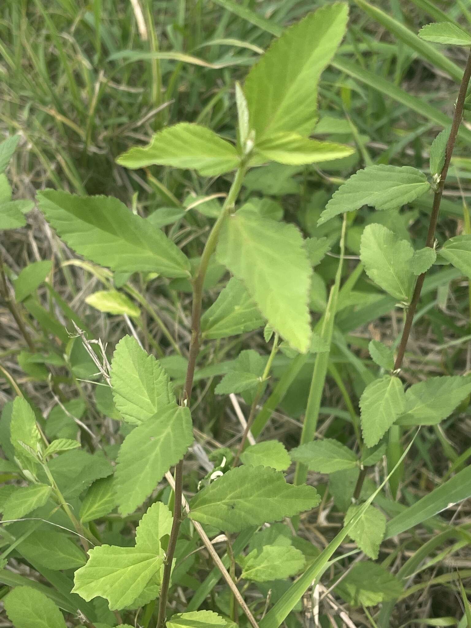 Image of Sida rhombifolia subsp. rhombifolia