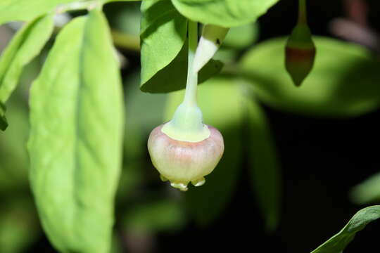 Image de Vaccinium ovalifolium Sm.