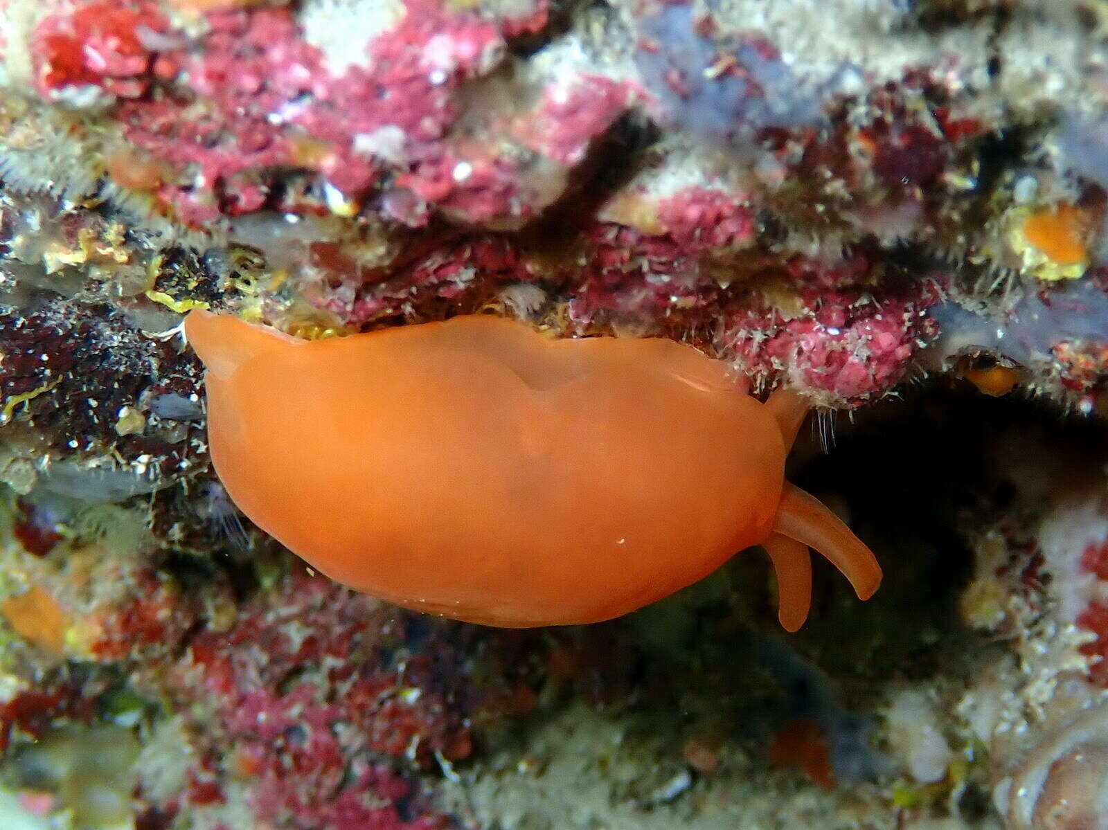 Image of peach seaslug