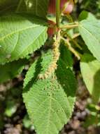 Imagem de Acalypha nemorum F. Muell. ex Müll. Arg.