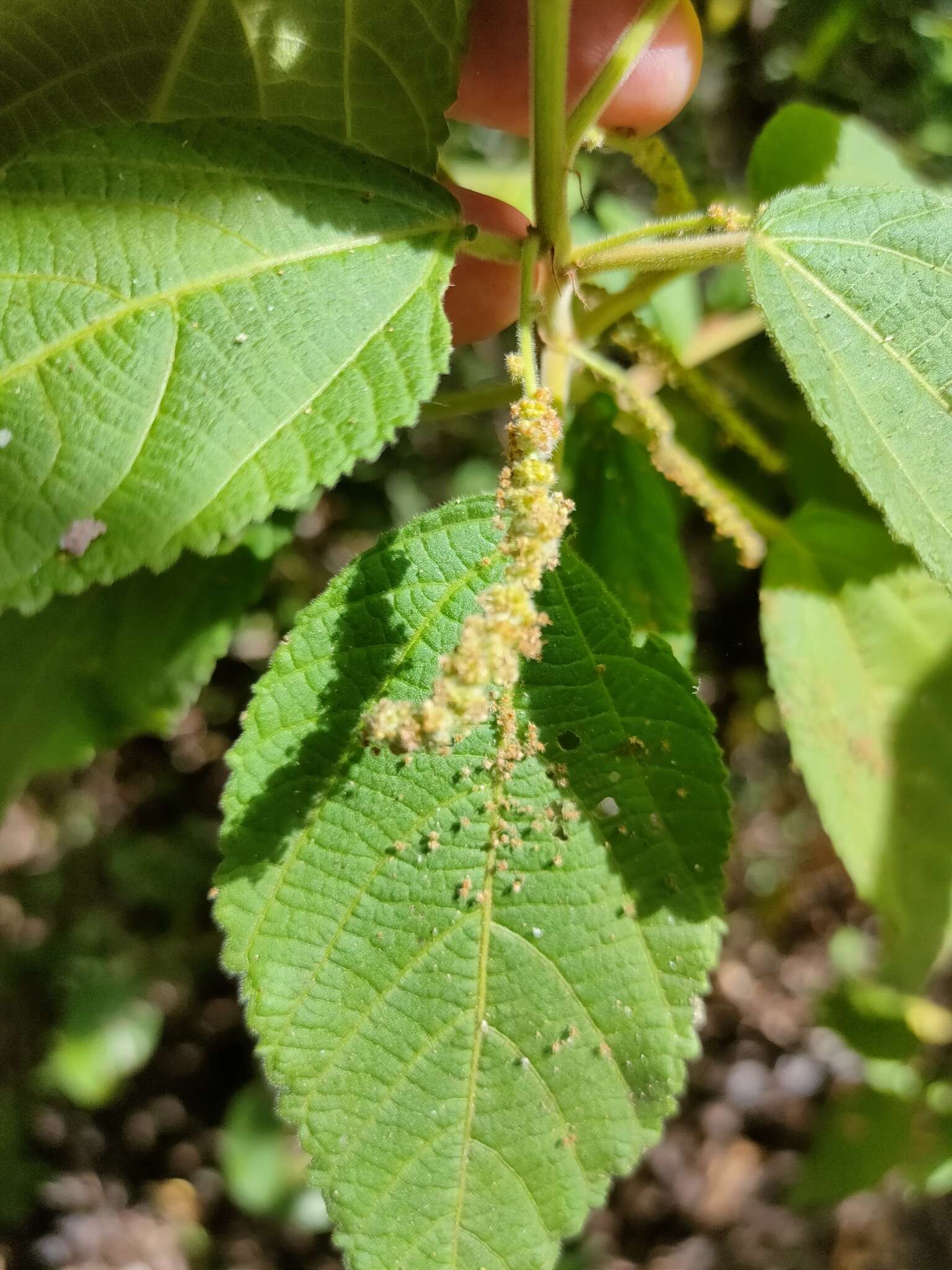 Image of Acalypha nemorum F. Muell. ex Müll. Arg.