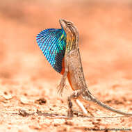 Image of superb large fan-throated lizard