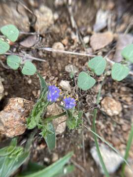 Image of Cyanotis adscendens Dalzell