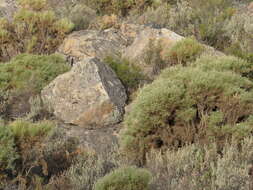 Image of Echinospartum ibericum subsp. algibicum