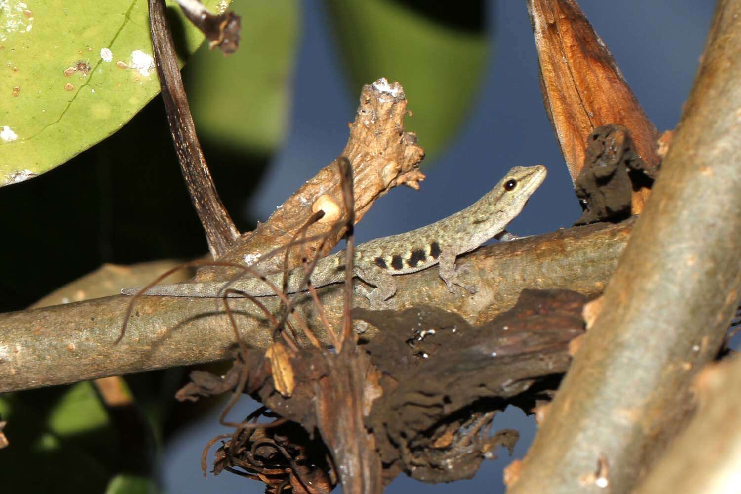 Image of Lygodactylus laterimaculatus Pasteur 1964