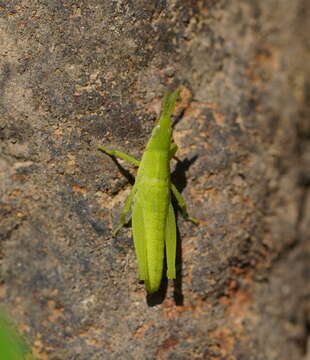 Image de Atractomorpha australis Rehn & J. A. G. 1907