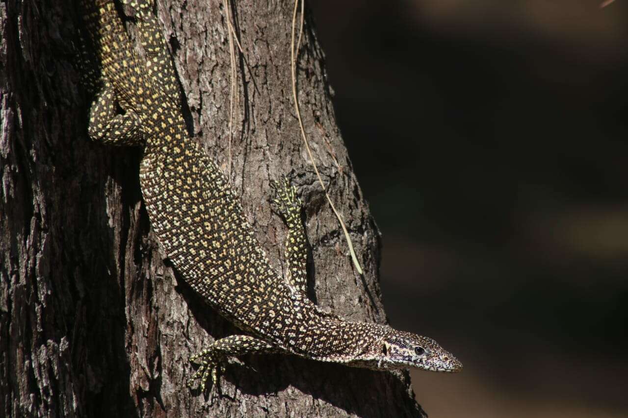 Imagem de Varanus timorensis Gray 1831