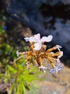 Image of Stylidium affine Sonder