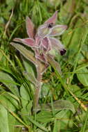 Nonea vesicaria (L.) Rchb.的圖片