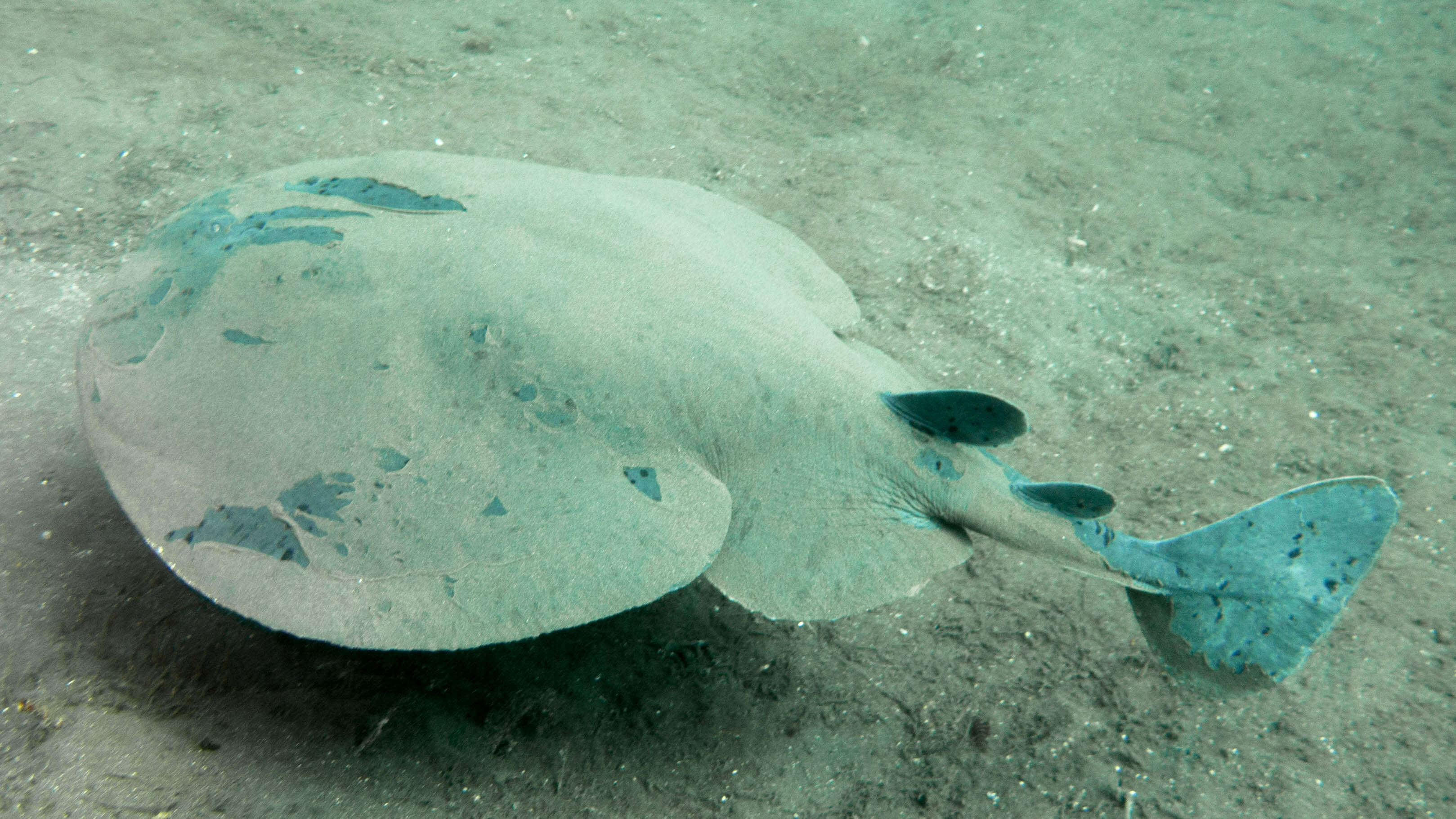 Image of Pacific electric ray