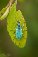 Plancia ëd Phyllobius (Pterygorrhynchus) maculicornis Germar 1824