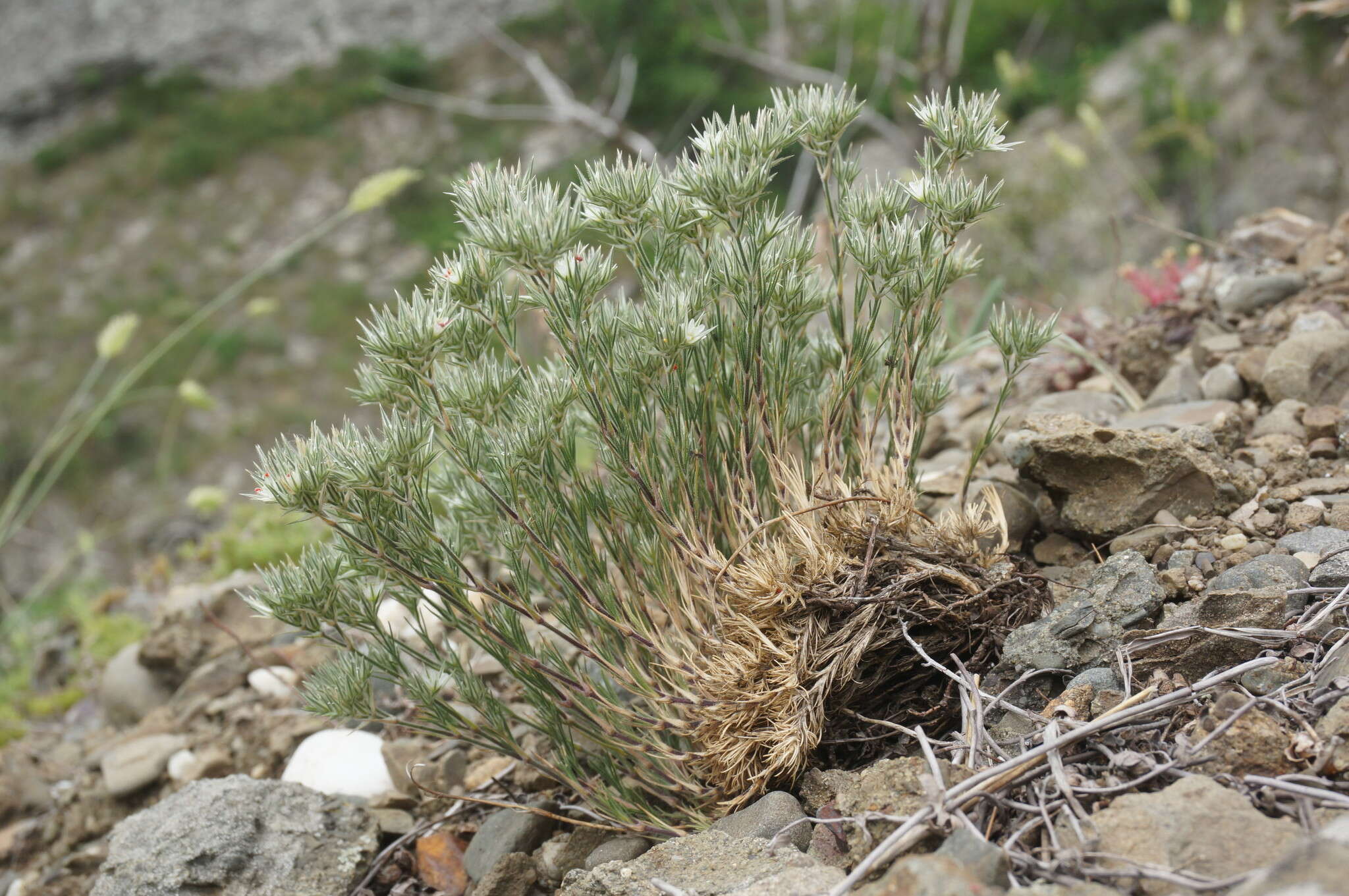 Image of Minuartia glomerata (M. Bieb.) Degen