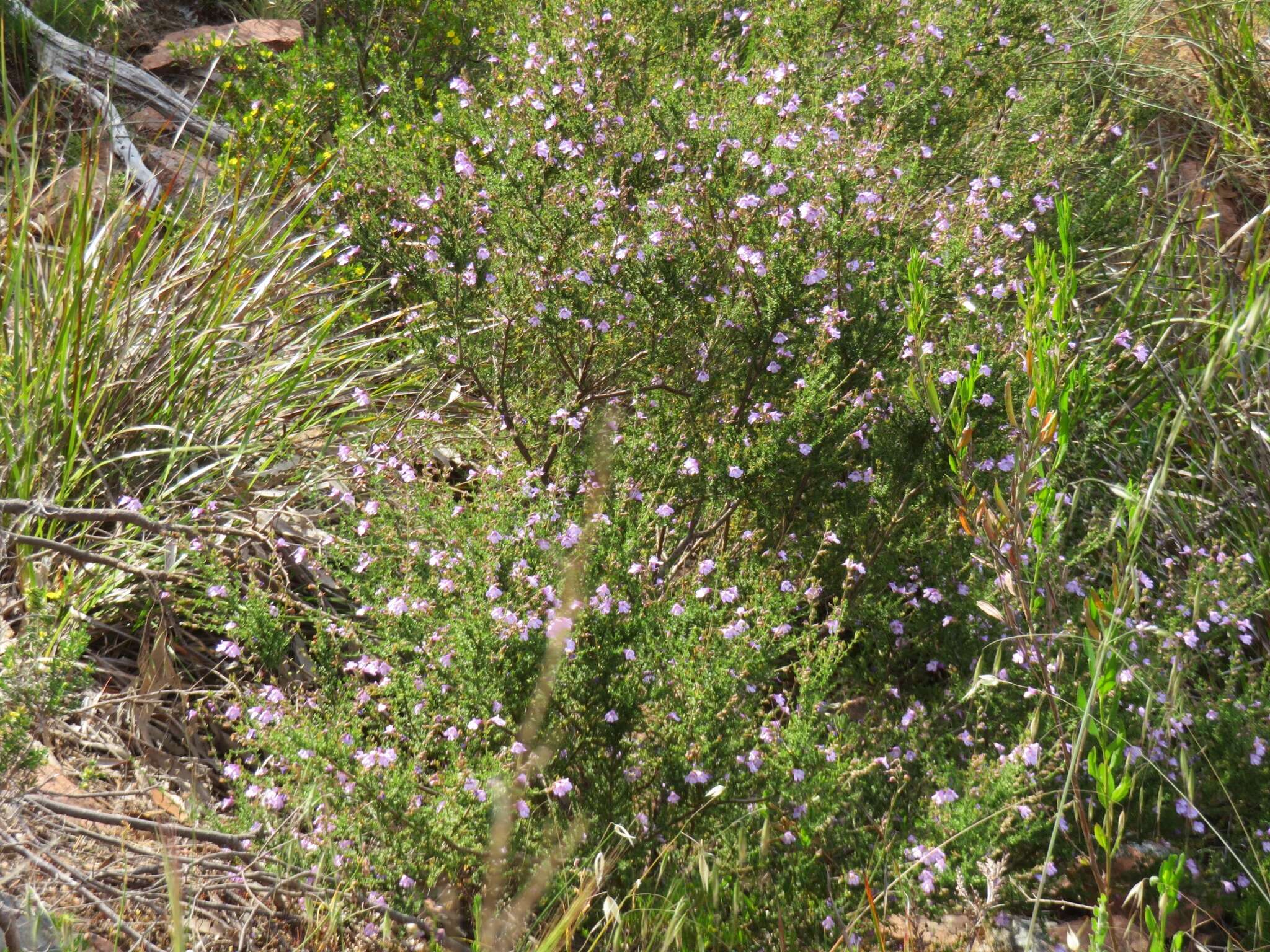 Prostanthera eurybioides F. Muell. resmi