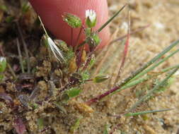 Image of fourstamen chickweed