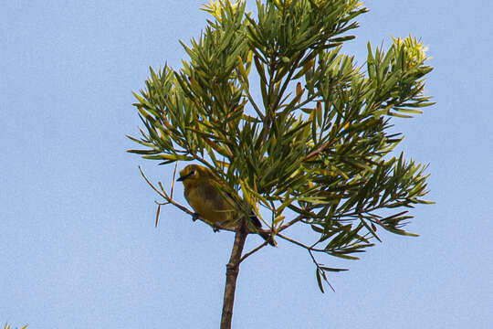 Image of Green White-eye