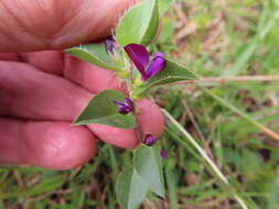 Imagem de Psoralea imbricata (L. fil.) T. M. Salter