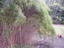 Image of arrow bamboo