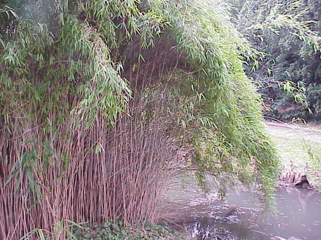 Image of arrow bamboo