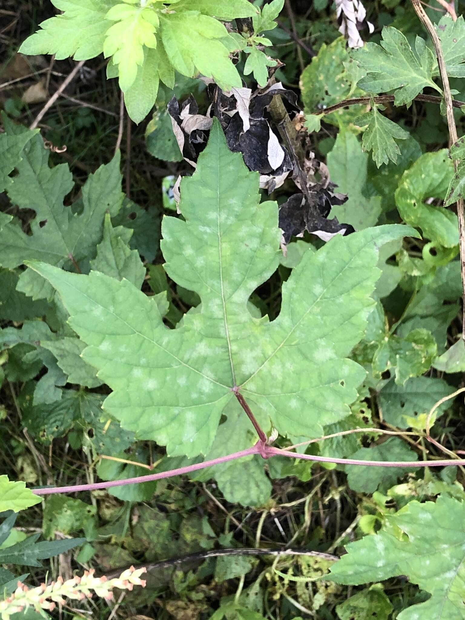 Image of Grape Powdery Mildew